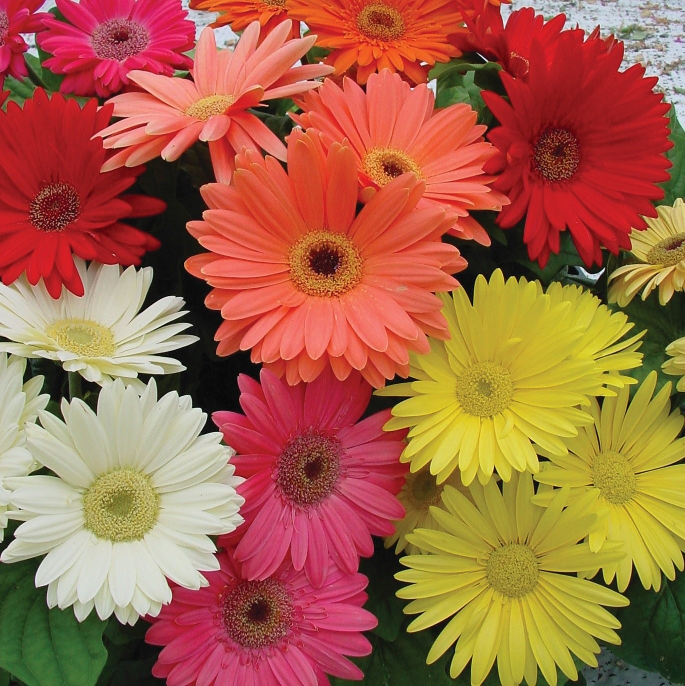 100 Seeds Gerbera Seeds For Planting | Perennial Gerbera Flower Seed Mix