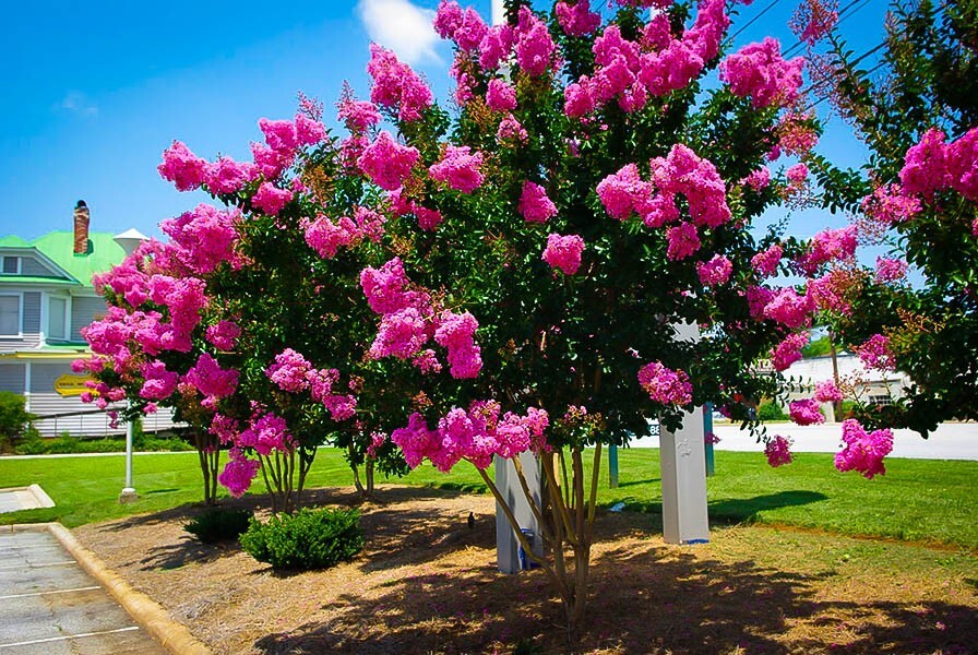 25 SIOUX CREPE MYRTLE SEEDS – Lagerstroemia indica x faueri ‘Sioux’