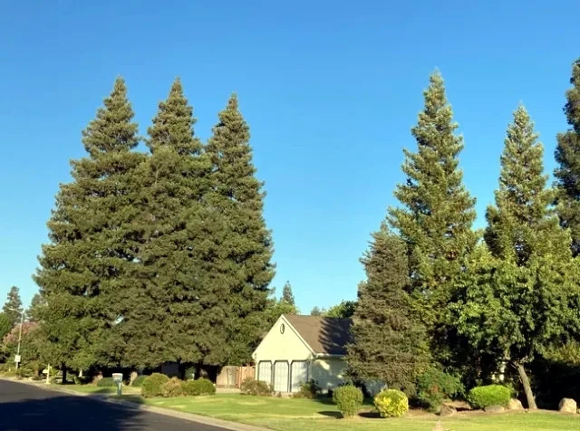 California Coast Redwood Seeds Giant Sequoia Bonsai “TALLEST TREE in the WORLD!”