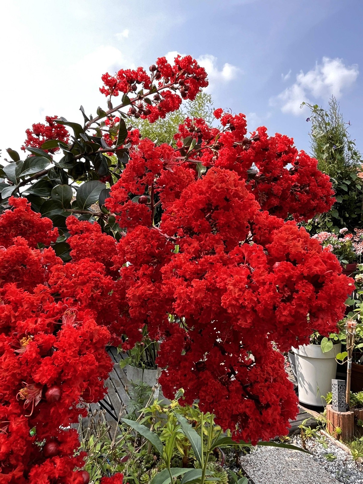 50 MIXED COLORS CREPE MYRTLE Lagerstroemia Indica Tree Shrub Flower Seeds