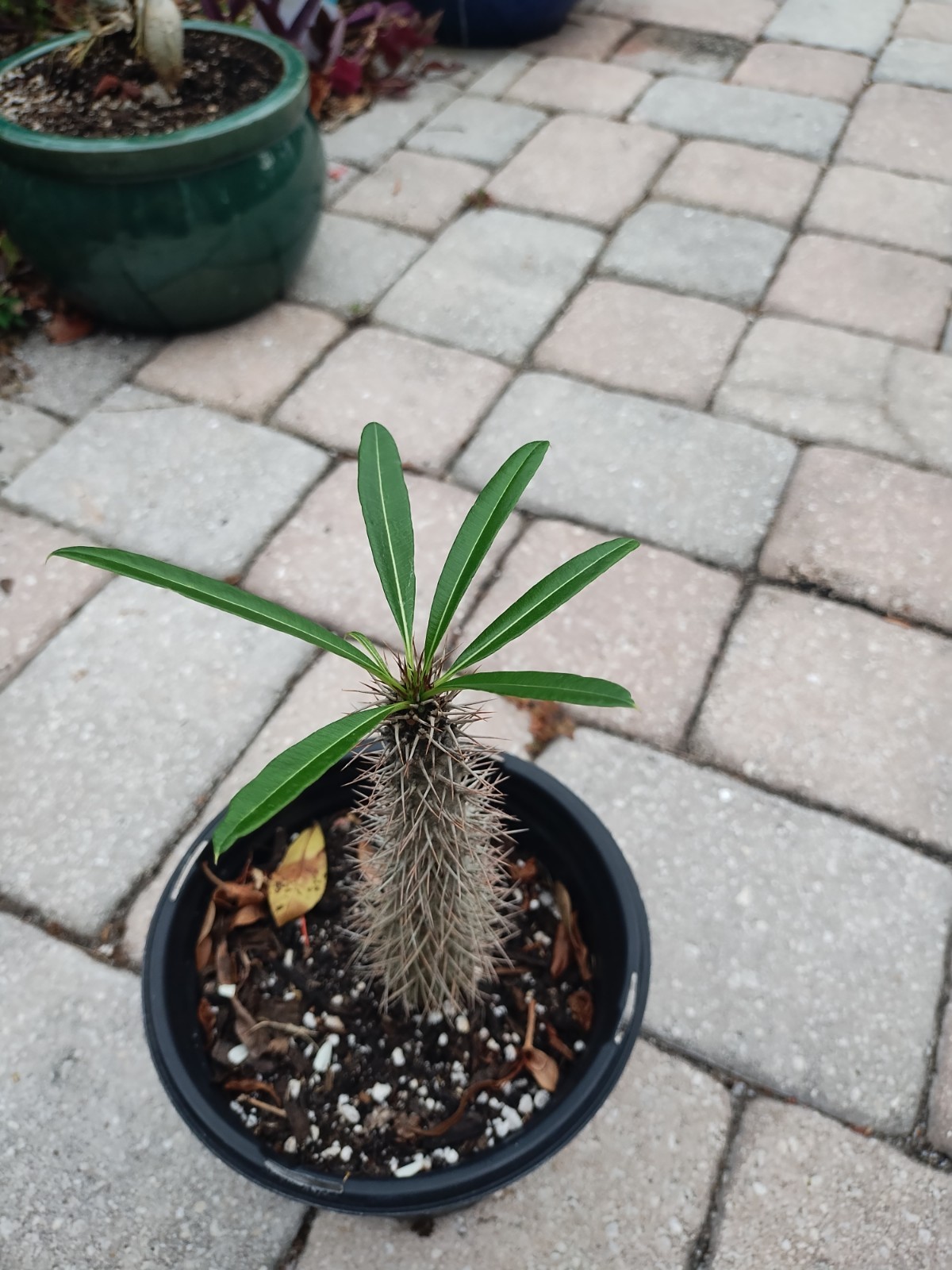 Pachypodium lamerei ‘Madagascar Palm, 12 Inches Tall. Plant #5