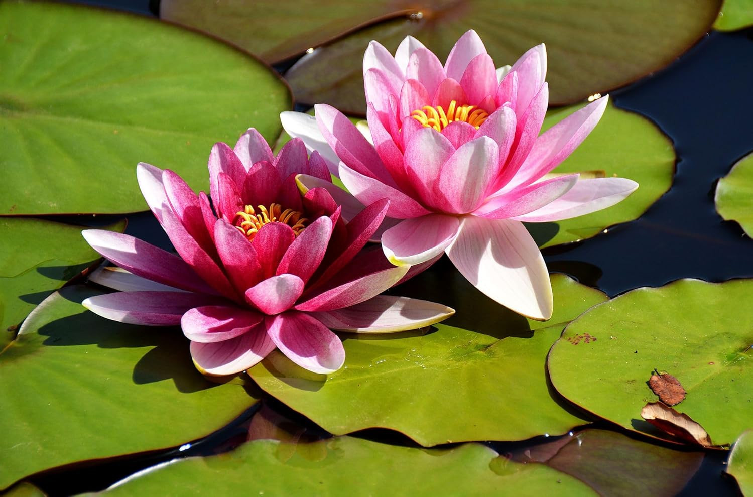 20 Lotus Seeds for Planting in Water – Precut Mixed Color Lotus Flower Seeds – W