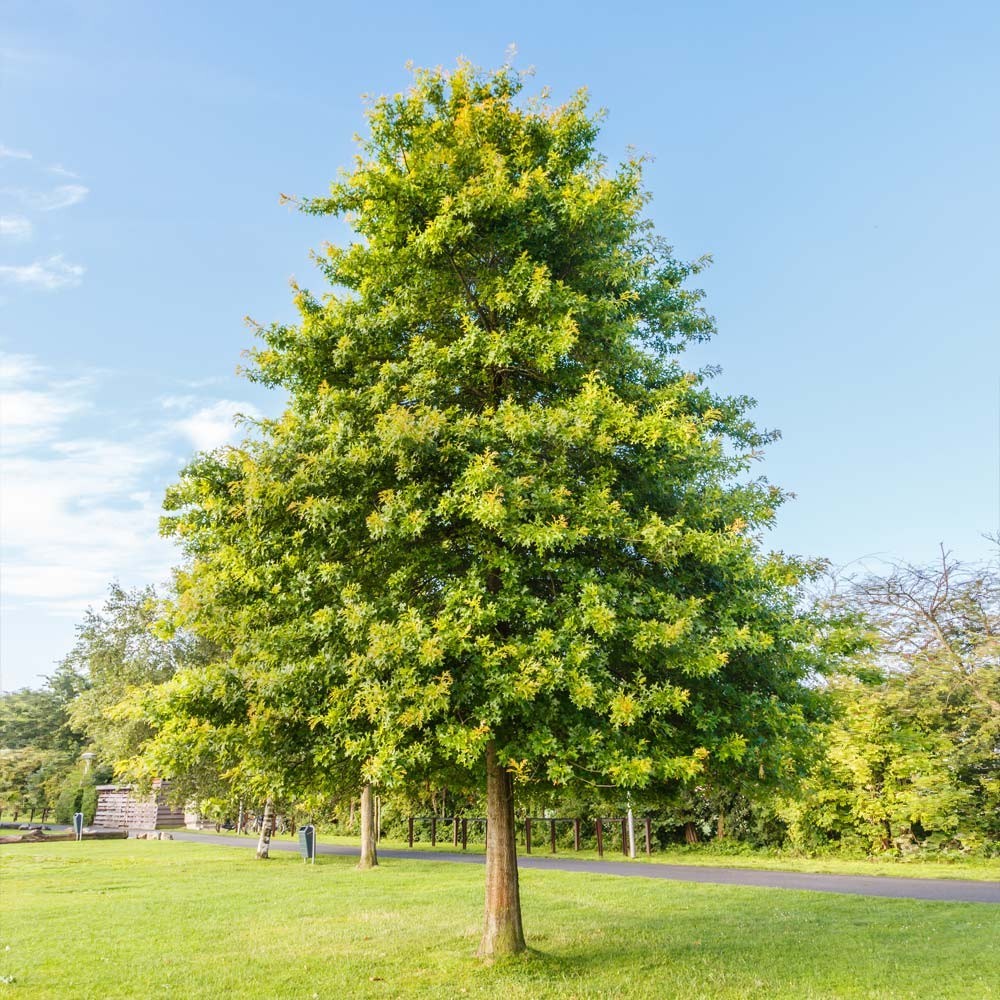 5 Pin Oak Tree 12-24″ Quercus palustris Bare Root Starter Plant