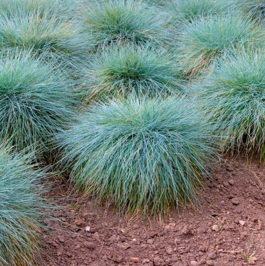 Set 2 Blue Fescue Grass Plants Live in a 4″ Pot- Groundcover Fescue Grass Plant
