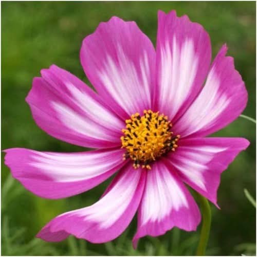 Candystripe Cosmos Seeds For Planting (Cosmos bipinnatus)
