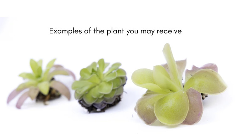 Mexican Butterwort Pinguicula – Live Carnivorous Plant Grower’s Choice