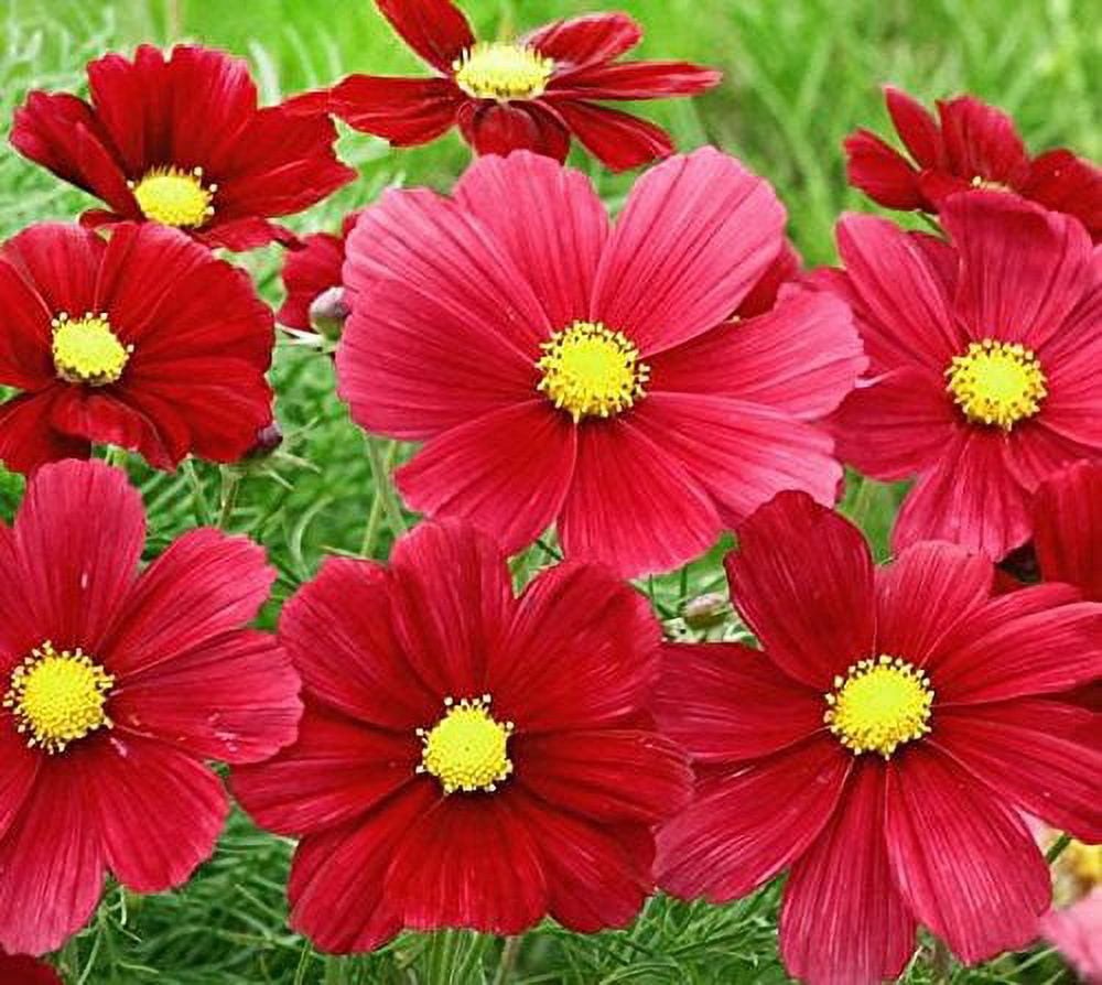 Cosmos Red Dazzler (Cosmos bipinnatus) Flower Seeds Free Shipping!