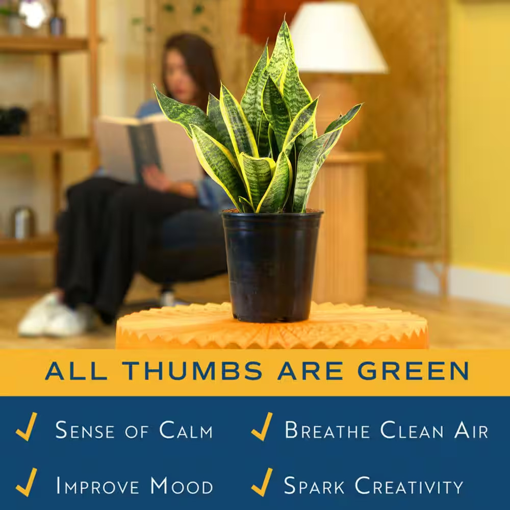 Grower’S Choice Sansevieria Indoor Snake Plant in 6 In. Grower Pot, Avg. Shippin