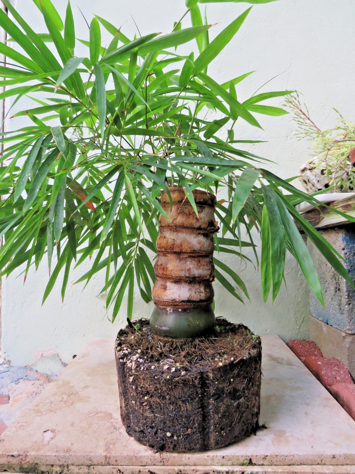 Buddha Belly Bamboo Thick trunk Bambusa ventricosa Exotic Tropical Bonsai Plant
