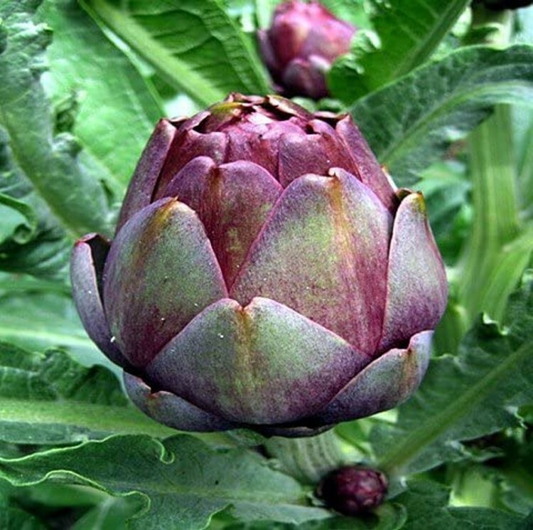 Artichoke Red Rare Concertos Delicious Veggies Conical Colored Stunning 10 Seeds