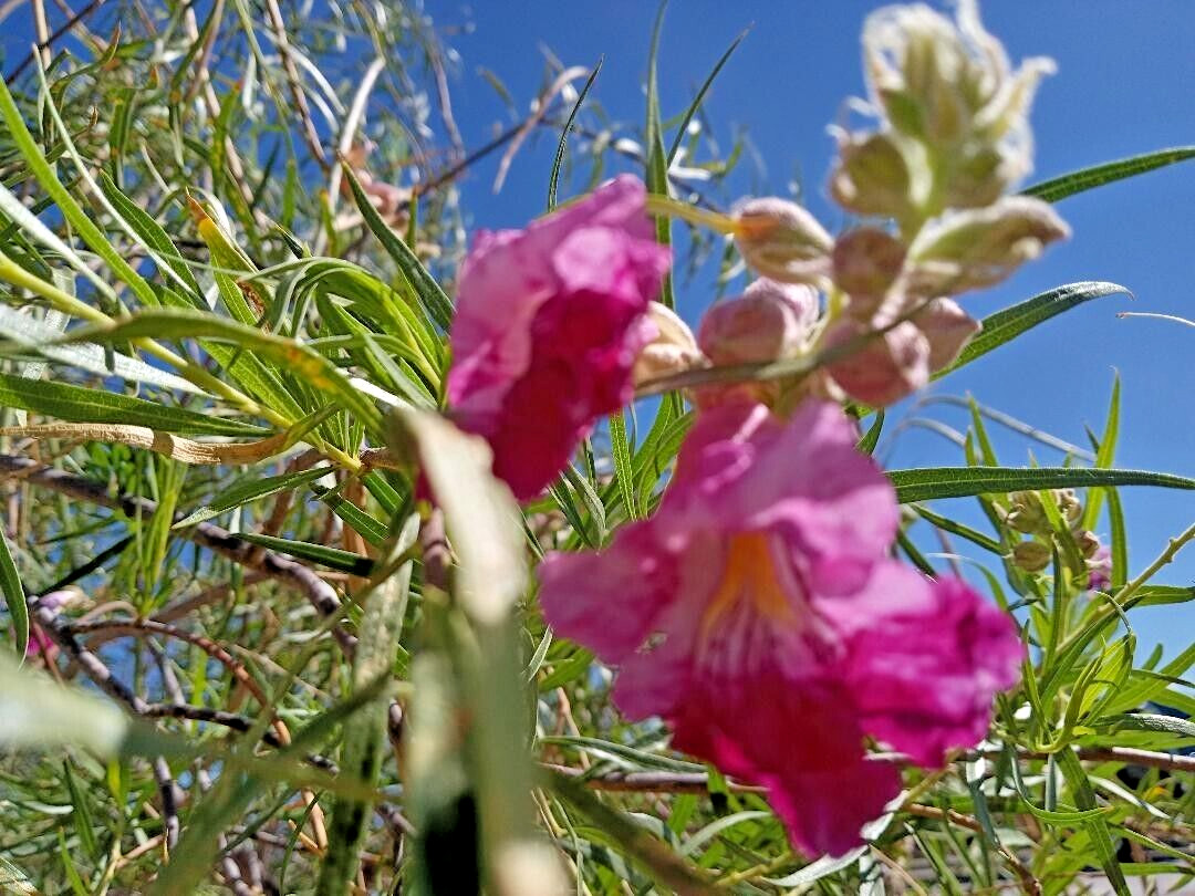 40+ DESERT WILLOW SEEDS Fresh AZ 2025 Purple Rose Orchid Drought Toler FREE SHIP