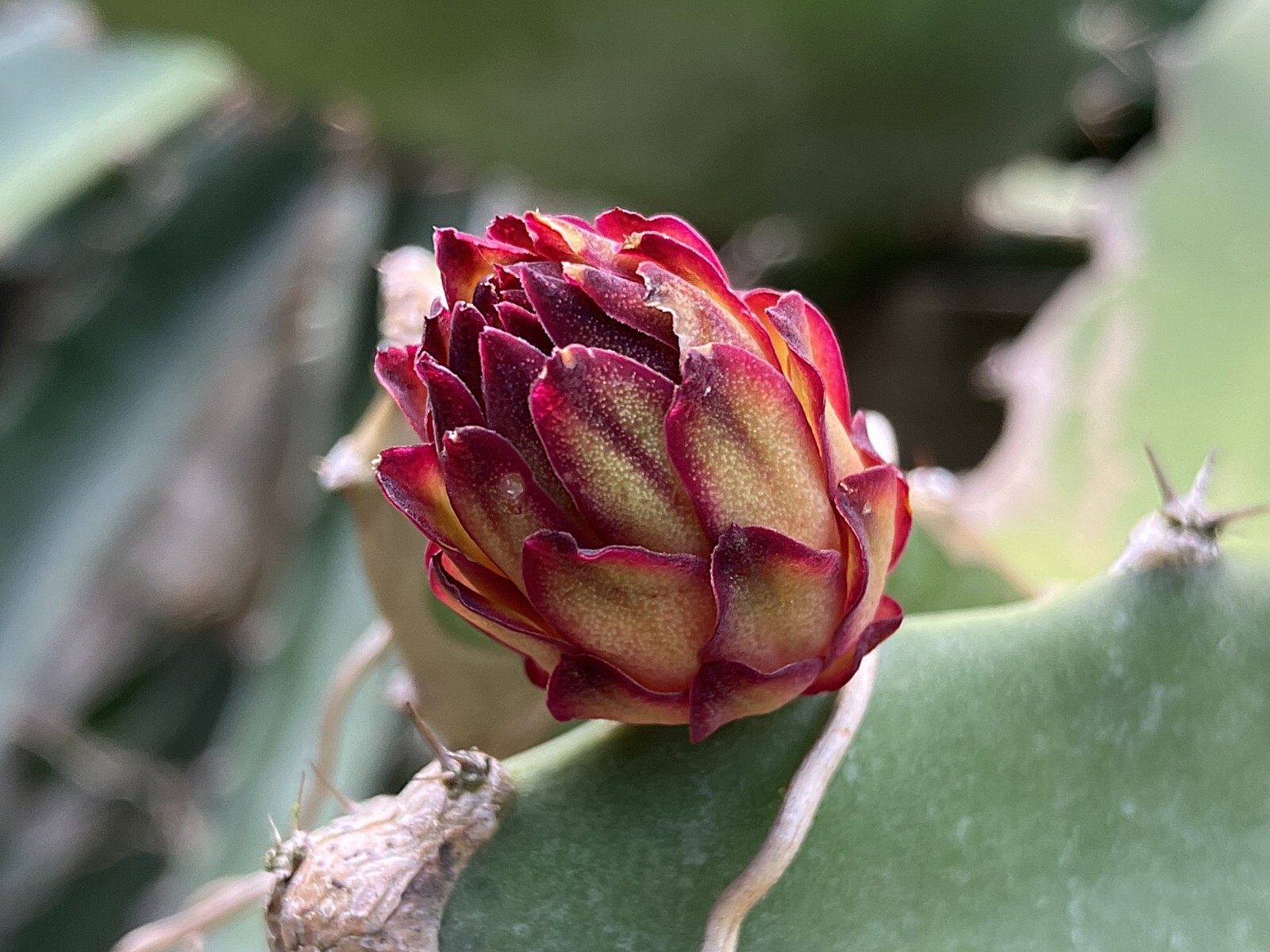 Unleash Exotic Flavor: Grow Dragon Fruit from Large Cuttings!