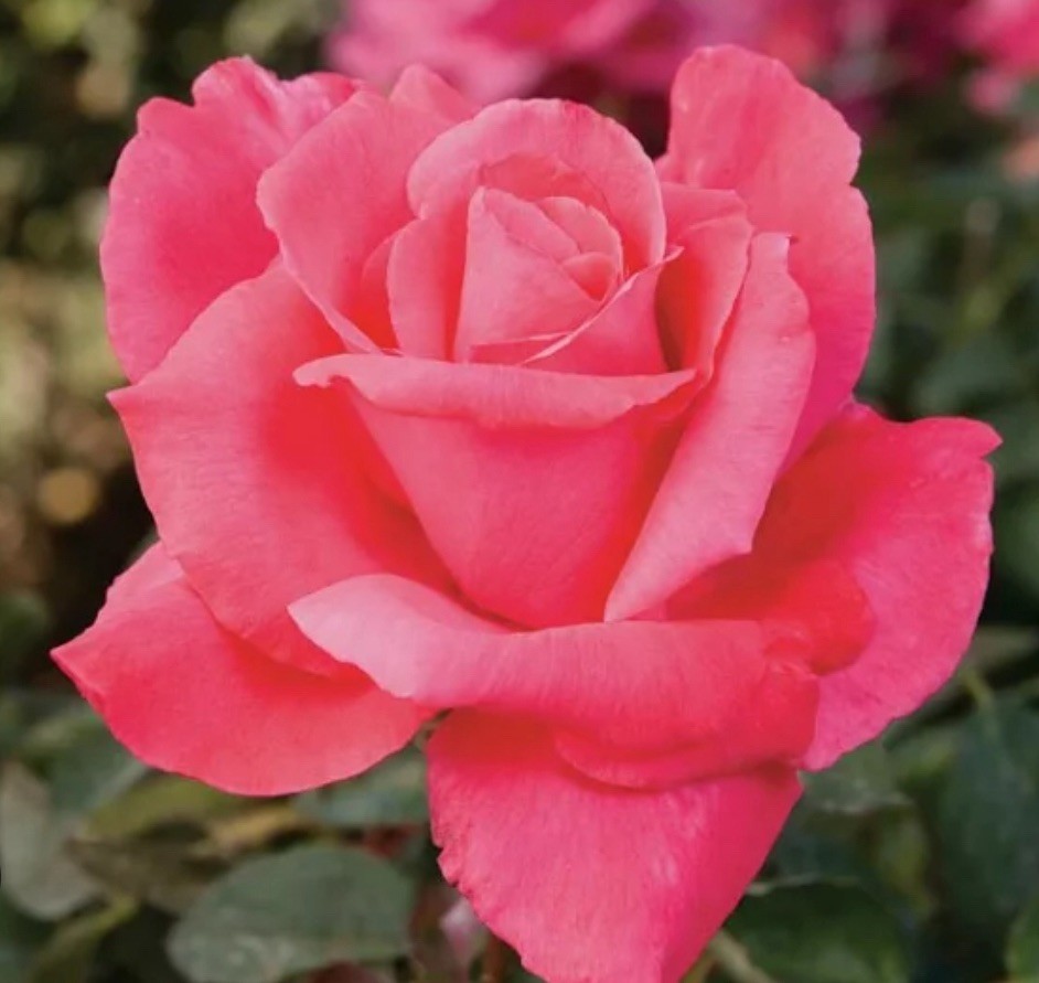 Electron Hybrid Tea Rose Bush!! Bare Root Live Starter Plant!!!