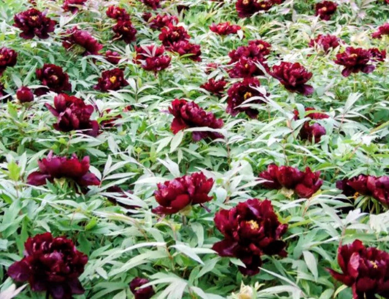 Hatsugarasu Japanese large flower tree peony Preorder for fall 2026