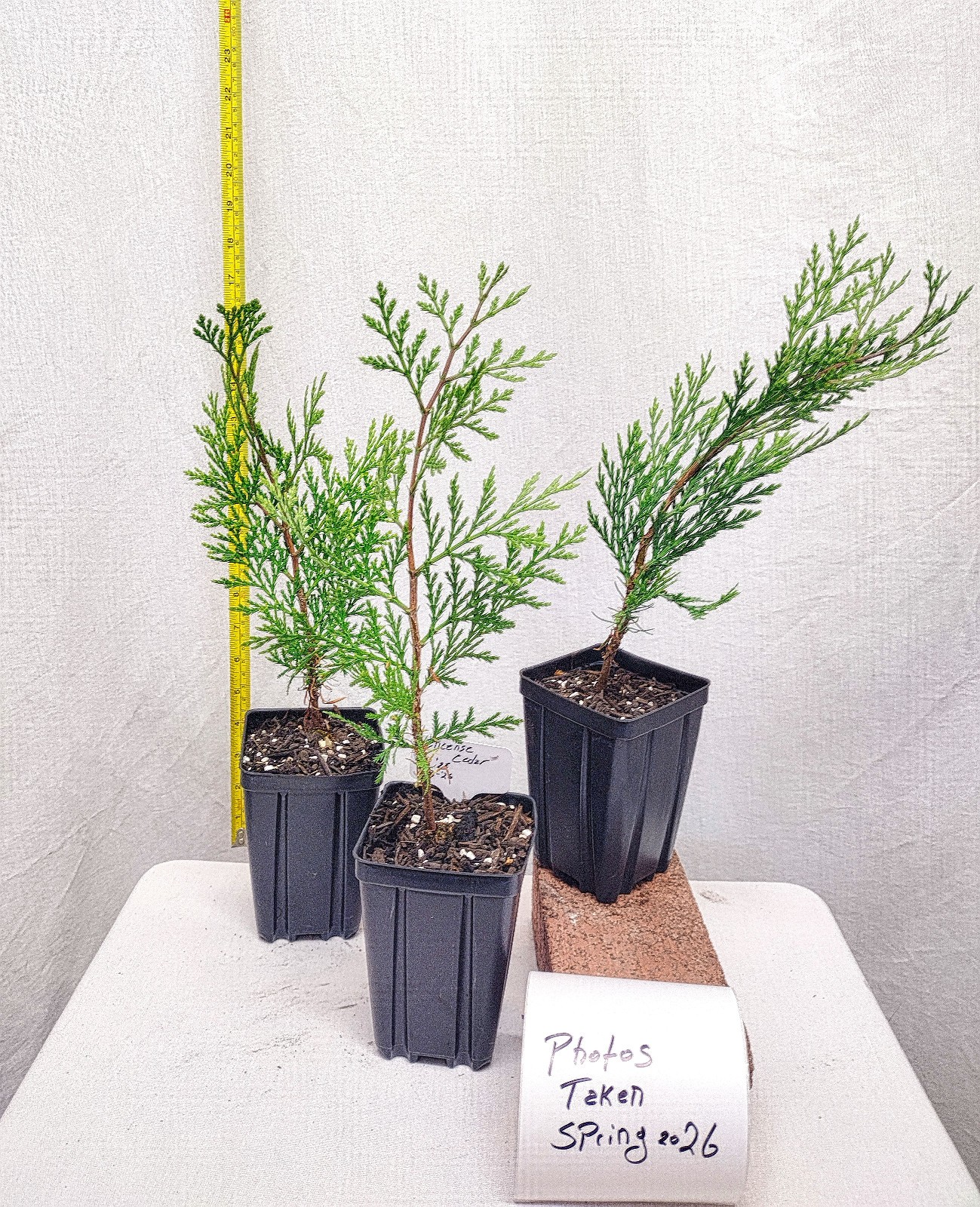 Incense Cedar tree in small nursery pot. Calocedrus decurrens.