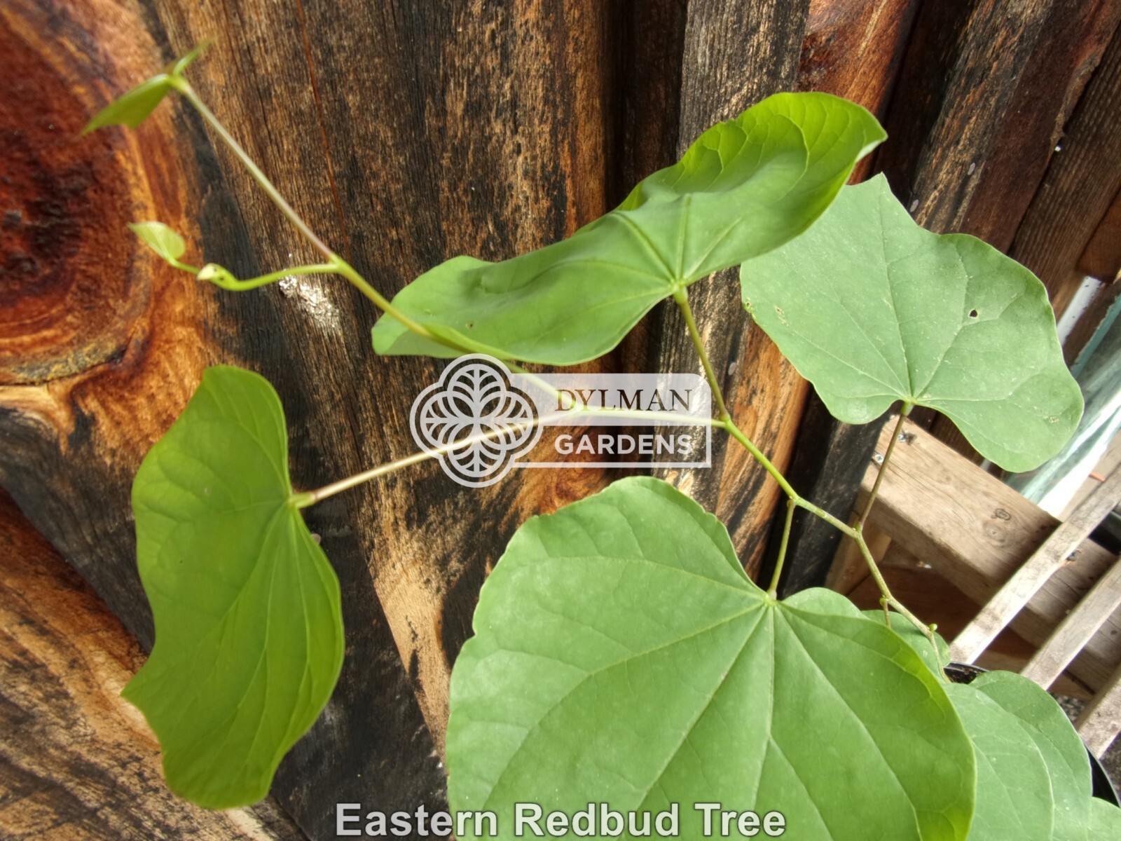 Eastern Redbud Tree (Cercis canadensis) – Pink Spring Blooms – Multiple Sizes