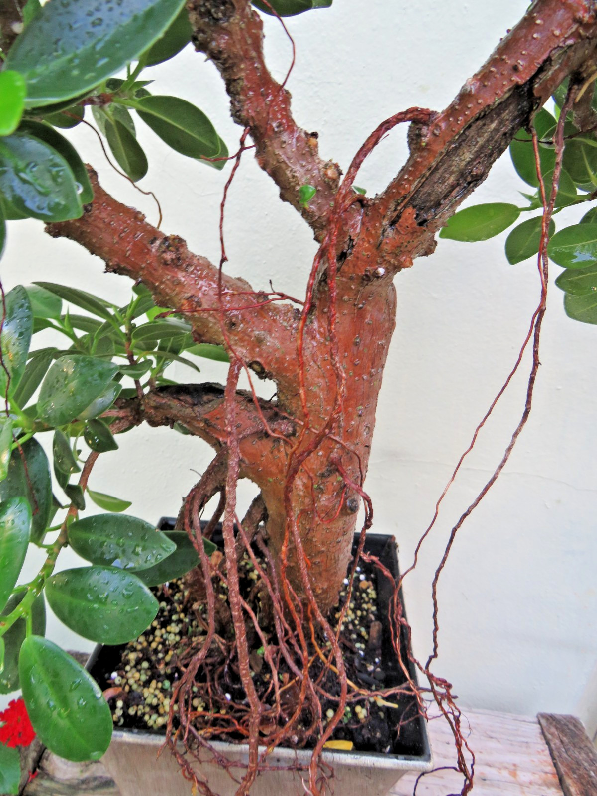 Ficus microcarpa Live Green Island Fig Tree Indoor, areal roots, Tropical Bonsai
