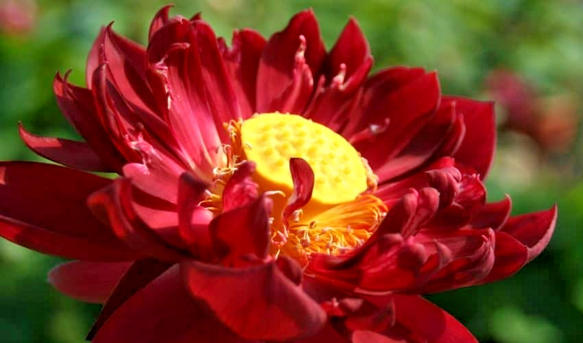 5 BLACK RED LOTUS SEEDS – Nelumbo Nucifera – ( Mo Hong Lotus )