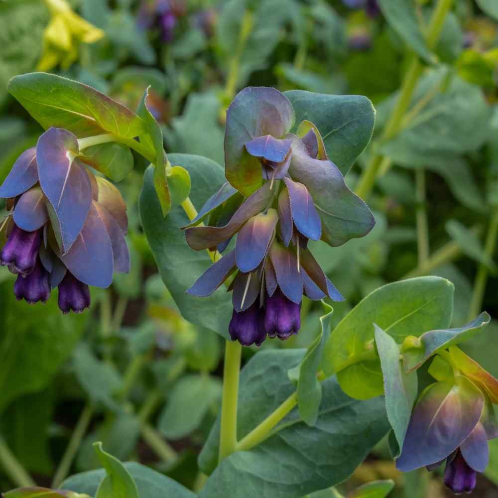 50 Seeds Honeywort Seeds – Cerinthe Major Flower Seeds