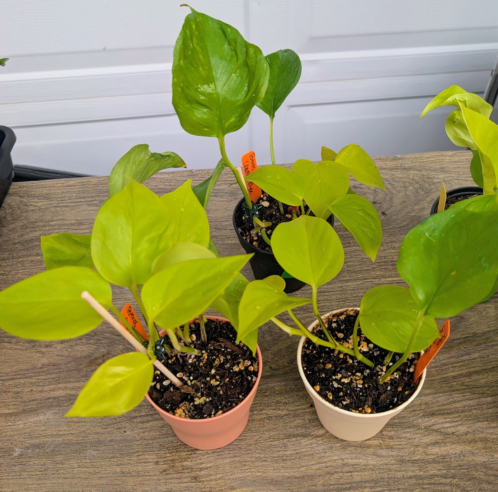 Pothos Champs-Elysees