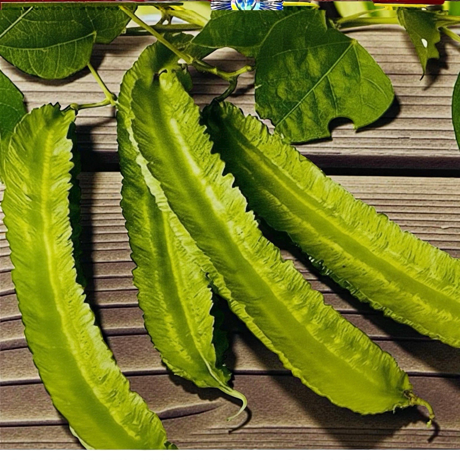 Winged Bean 20 Seeds || Kamranga Seem Seeds For Planting