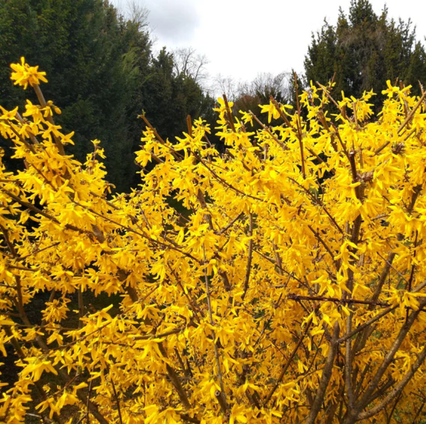 Live Lynwood Gold Forsythia Plant, 4″ Pot, Bright Yellow Spring Flowering Shrub