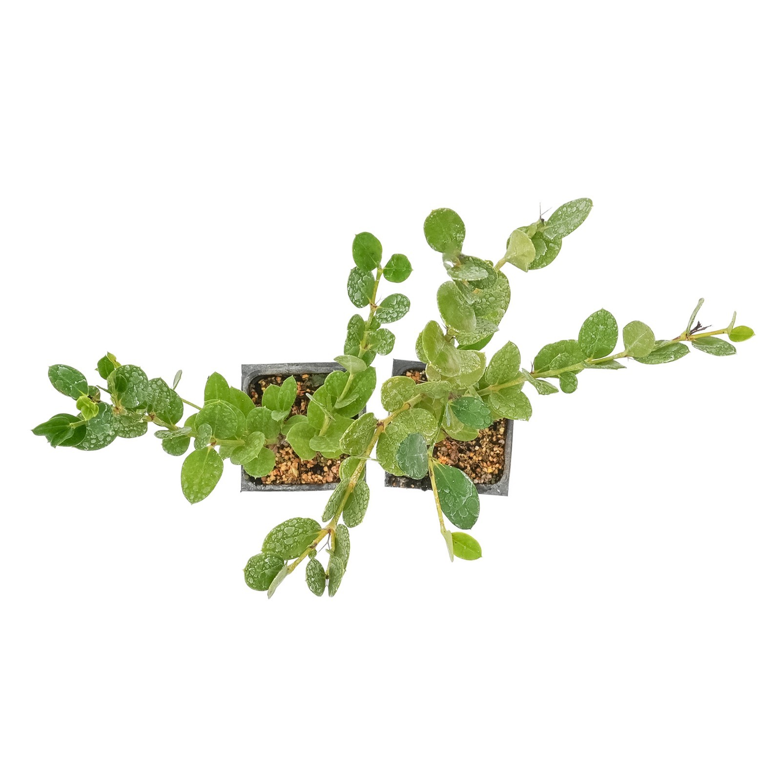 Green Carpet Natal Plum in 3.5″ Nursery Cubes | Carissa ‘Green Carpet’ Plants