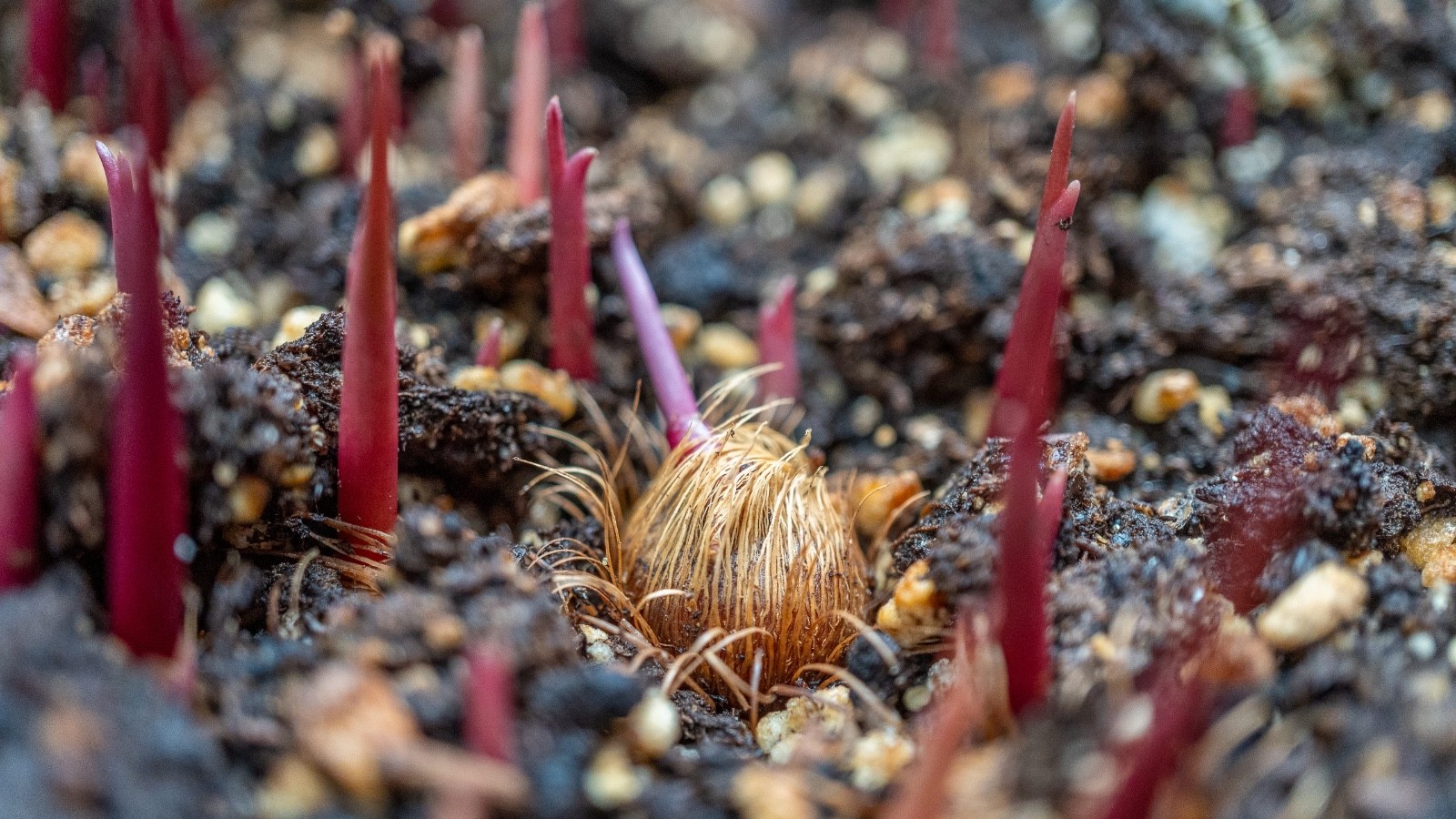 Açaí (PARA Dwarf) Euterpe oleracea