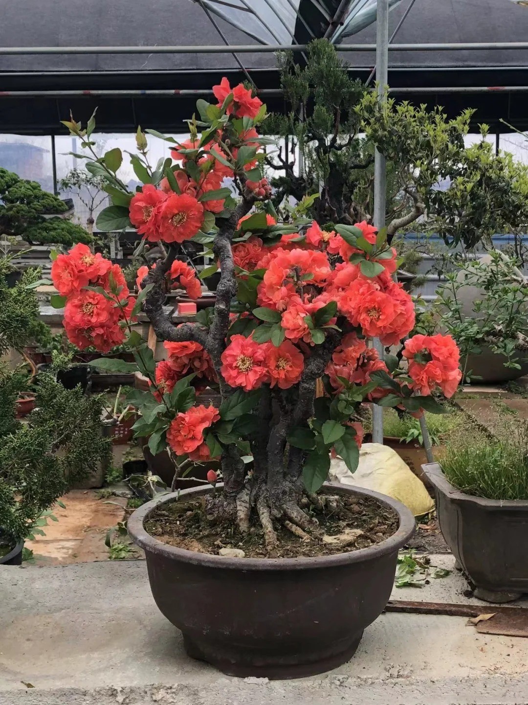 Japanese Flowering Quince ‘Sekai Ichi’ Live Plant 2-3 Gal Chaenomeles Bonsai Red