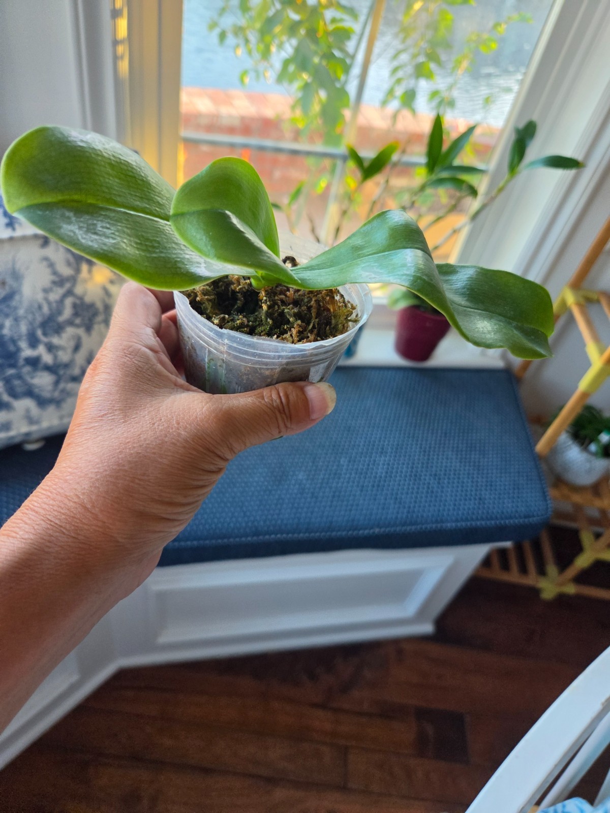 Phalaenopsis Bellina May x Fruitful- fragrant