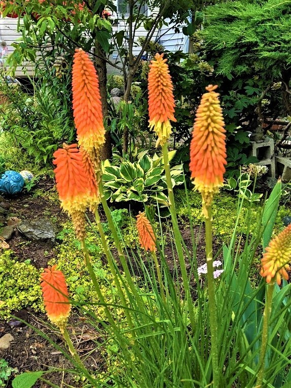 Red Hot Poker Plant “Kniphofia Flamenco” – 2 Plants – Perennial