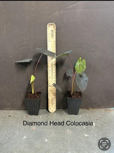 Diamond Head- Colocasia esculenta- Elephant Ear – SMALL ROOTED STARTER Plant