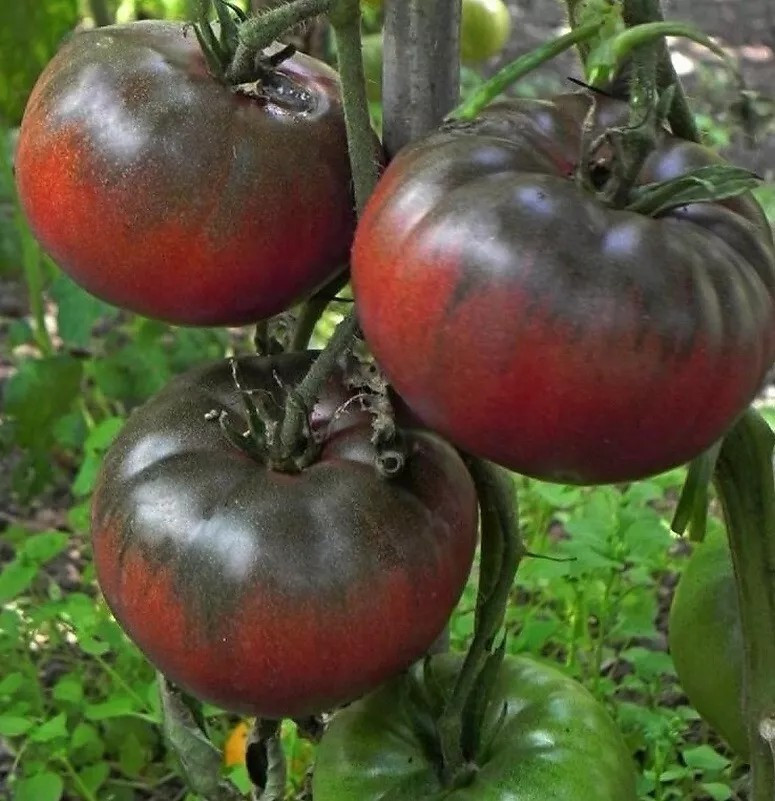 120+ Black From Tula Tomato Seeds ——— Heirloom — Organic ———– RARE