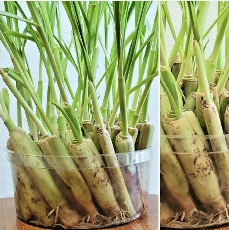 10 Live Lemongrass Stalks Cymbopogon Plant Herbal, Mosquito Repellent, Citronell