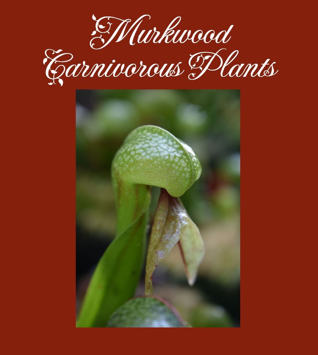 Darlingtonia californica COBRA LILY Small 2″ Live Carnivorous Pitcher Plant