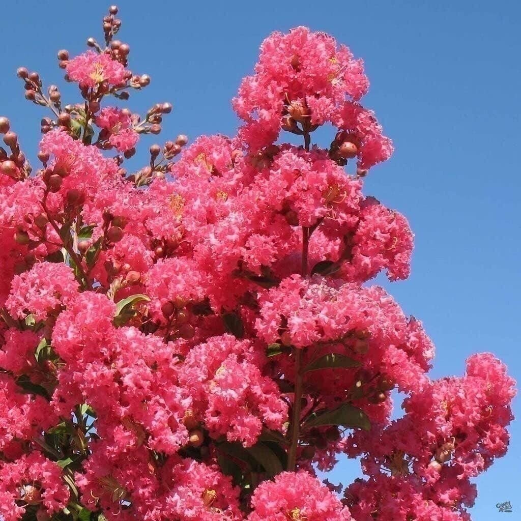 Crape Myrtle Tuscarora | 2 Inch | Lagerstroemia indica | Flowering Plant | Tree