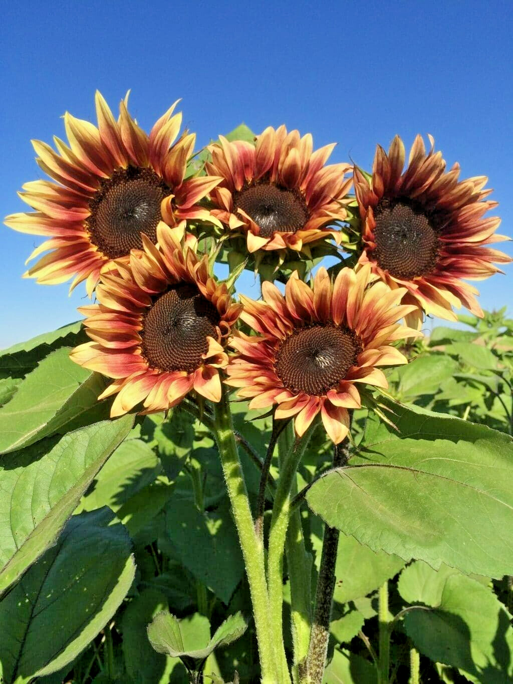 20 PROCUT PLUM SUNFLOWER SEEDS – Helianthus annuus