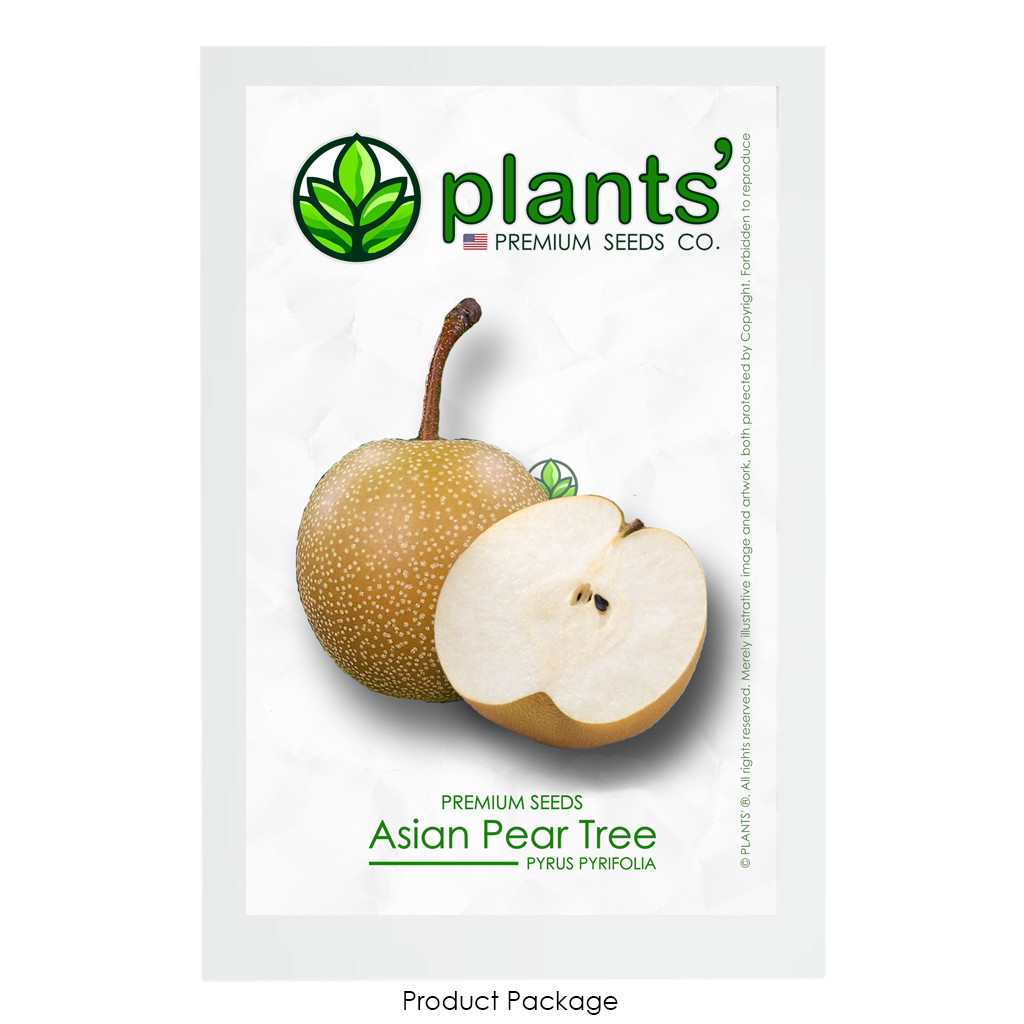 Asian Pear | Premium Seeds | Pyrus pyrifolia ‘Fruit’ | Plants’®
