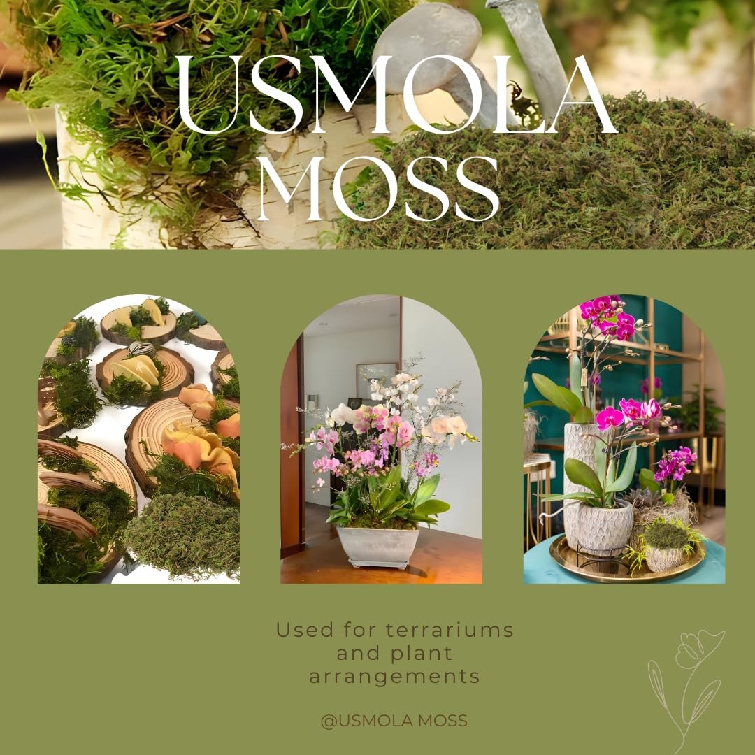 USMOLA Fake Green Moss for Potted Plants, 4OZ (113g), Fresh 140gr