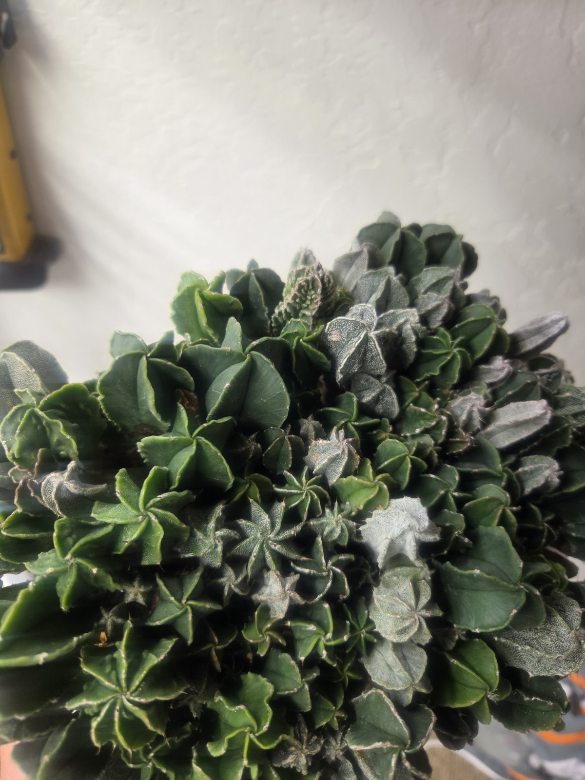Astrophytum myriostigma hybrid mix – (Whole Tray)
