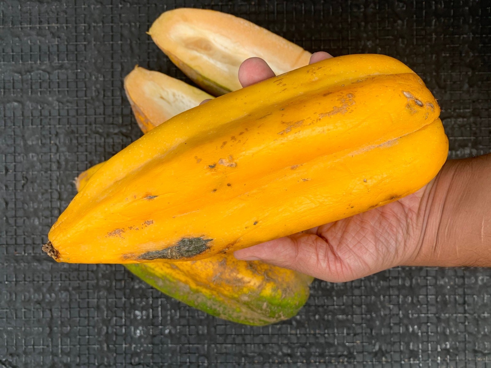 Rare Babaco Mountain Papaya Live Plant Exotic Fast Growing Fruit Tree 4 Pack