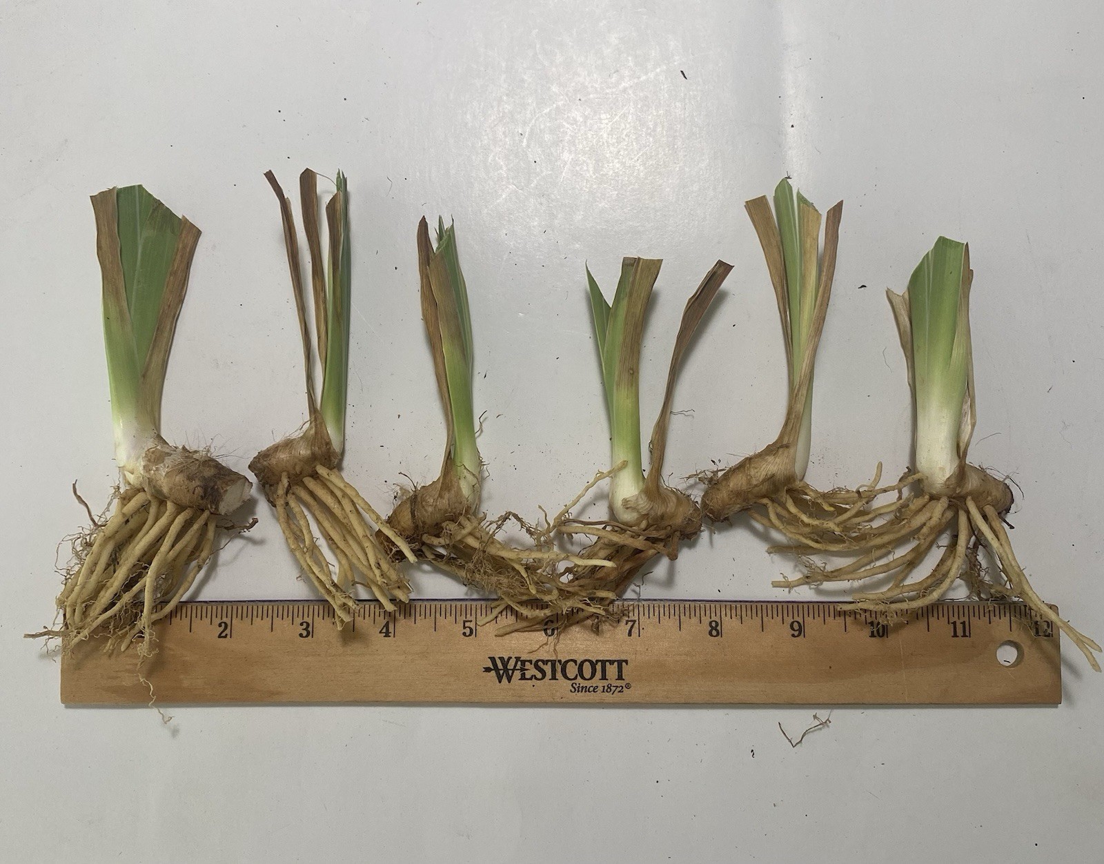 Lot of 6 DWARF Bearded Iris Rhizomes/Bulbs~Perennial Flower~White and Yellow