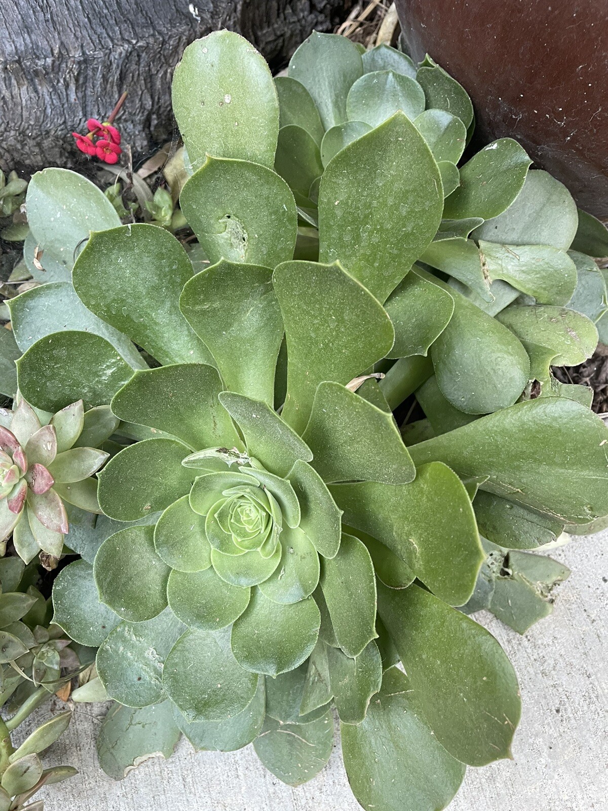 Extra Large size Healthy Fresh Green Aeonium Succulent Rosettes Saucer plants