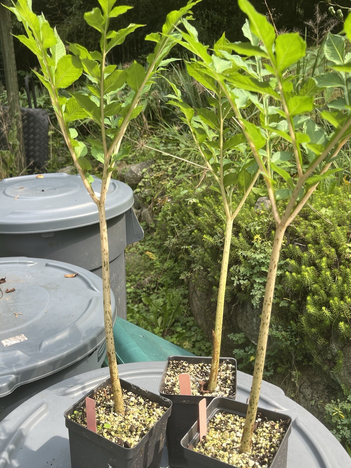AMORPHOPHALLUS KONJAC ‘Leo’s Song’ 1 Dormant Bulb (Voodoo Lily) Arisaema