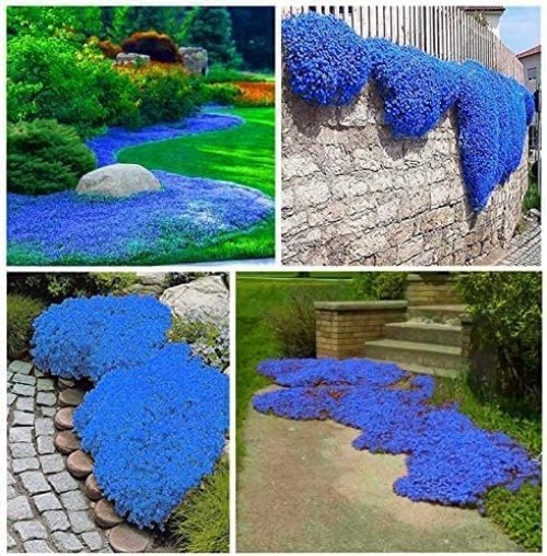 20000+ Creeping Thyme Seeds, Dwarf Ground Cover, Perennial Flower Seeds