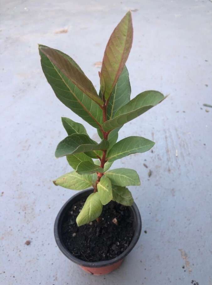 White Guava Starter Plant – 6-10in Tall – 4in Pot – Guava Tropical Fruit