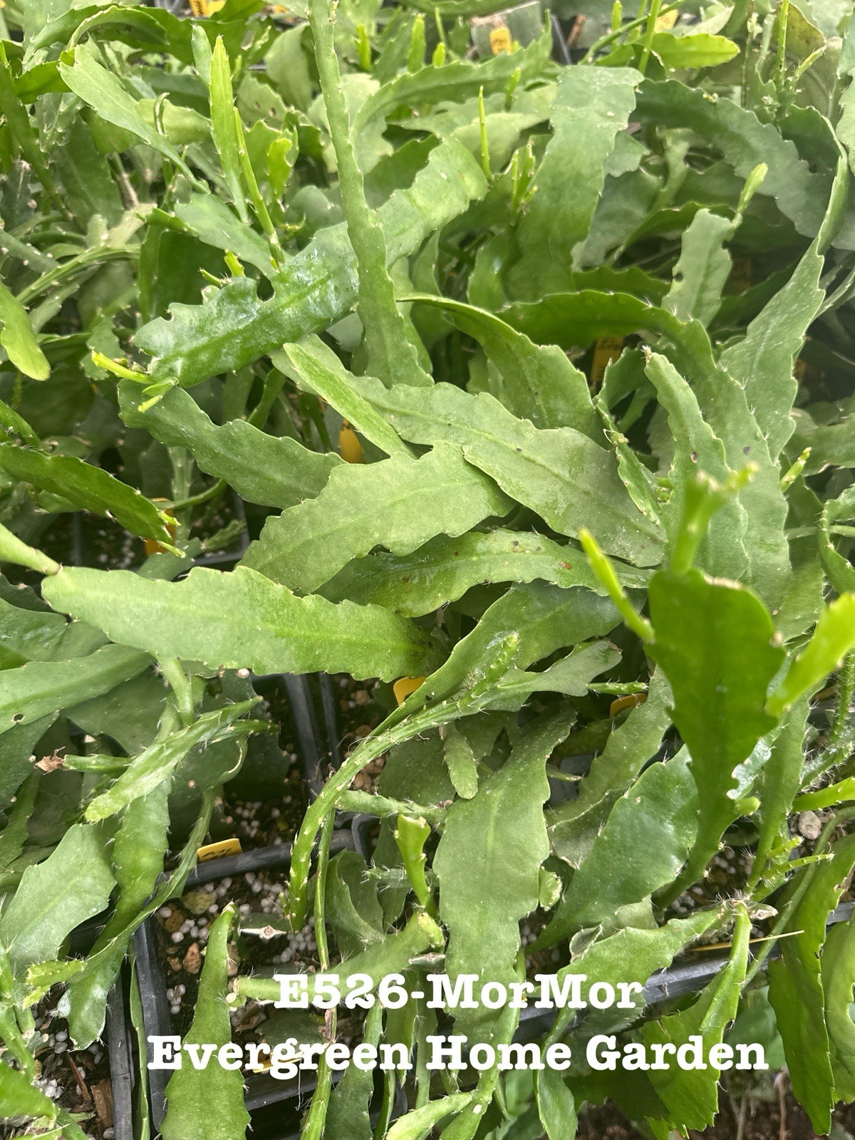 Rooted Epiphyllum Orchid Cactus “MorMor” Growing In 4” Starter Pot.
