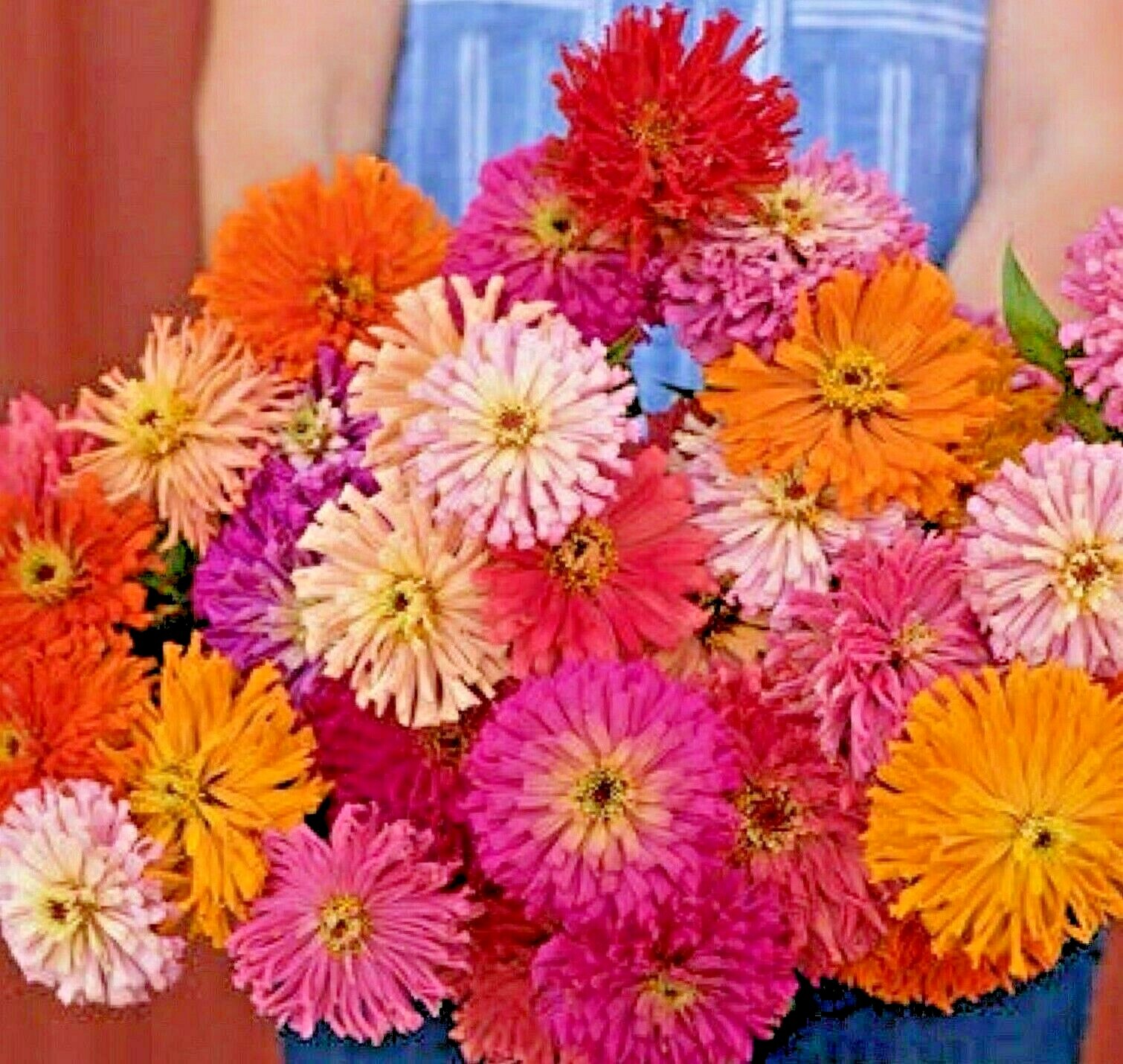 301+GIANT CACTUS ZINNIA MIX Seeds Summer Flowering Annual Cut Flowers Fast Easy