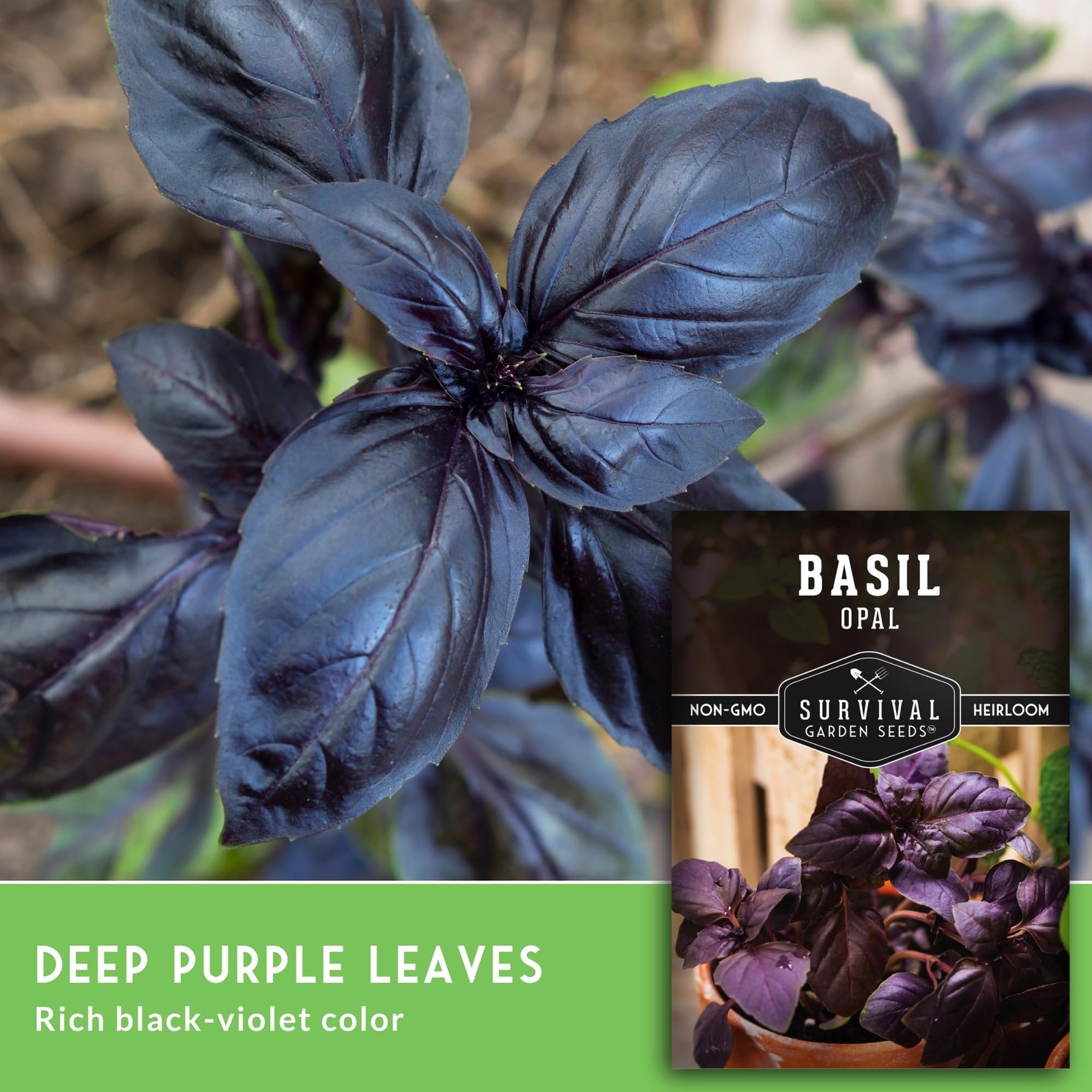 Dark Opal Basil Seeds – Heirloom Non-GMO Purple Leaf Herb for Home Gardens
