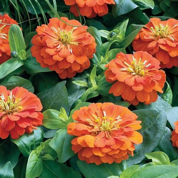100+ Short Stuff Orange Zinnia Seeds for Garden Planting – USA – FREE SHIPPING!
